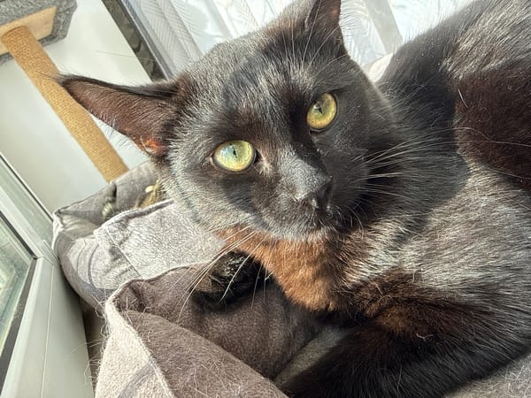 Cats documented lounging indoors in Votkinsk, Russia