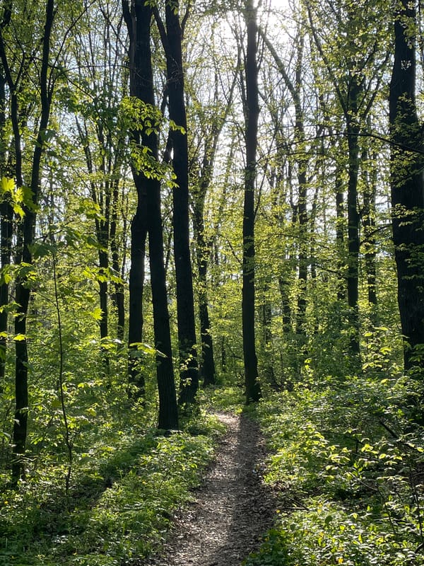 Afternoon walking tour documented across Vinnytsia's parks and streets