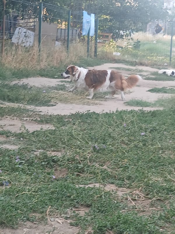 Afternoon hangout with dogs at an outdoor urban spot.