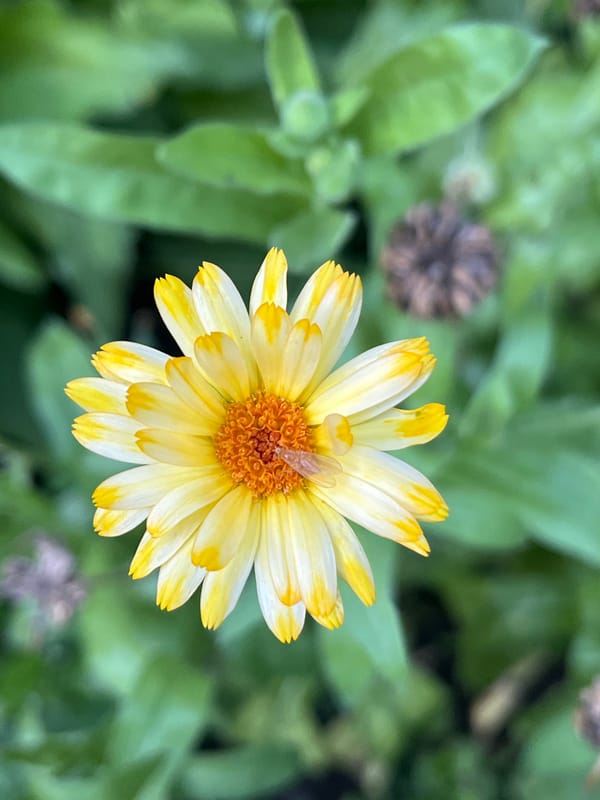 Close-up garden flowers in Nizhny Novgorod, summer afternoon