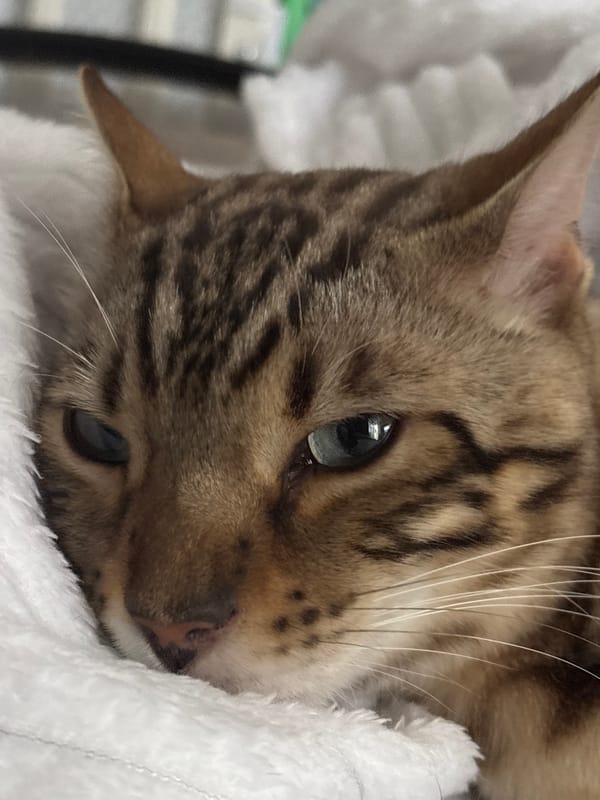 Bengal cat lounging at home, selfies in the mix
