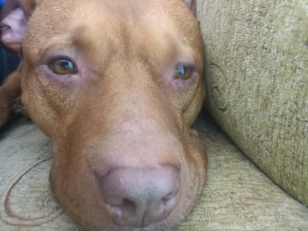 Tan dog spotted resting upside down against beige surface