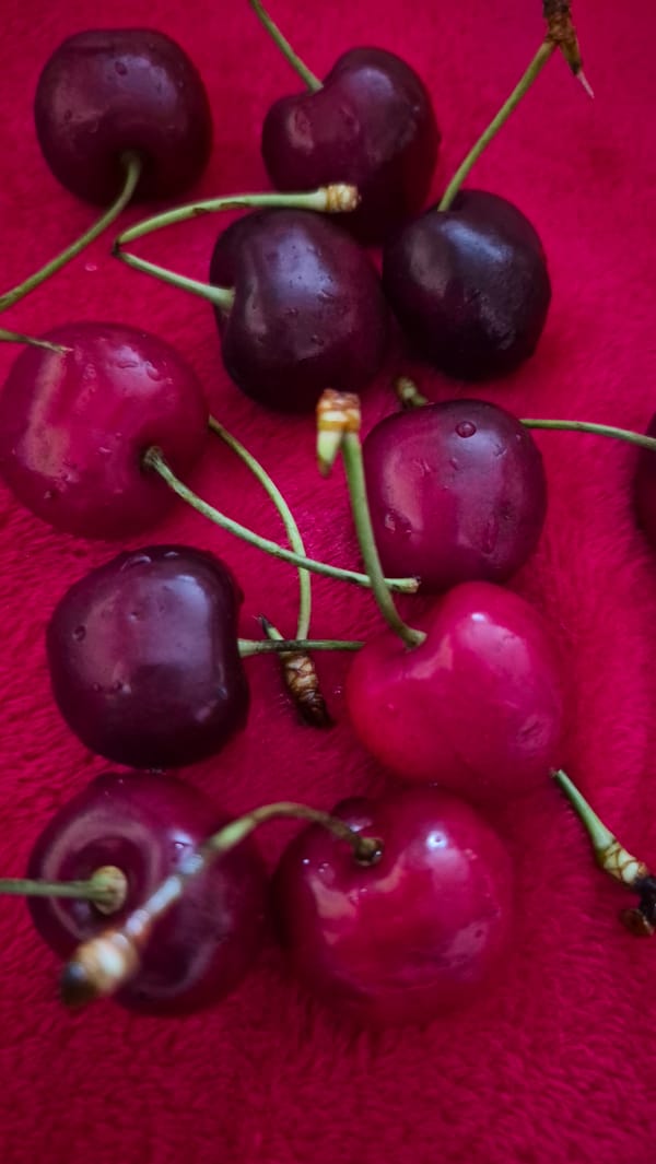 Summer evening at home: cherries, peonies, and everyday moments