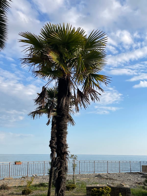 Tourist captures coastal Abkhazia cityscape with palms and buildings