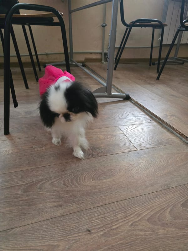 Small dog in pink outfit photographed in Berkovitsa, Bulgaria