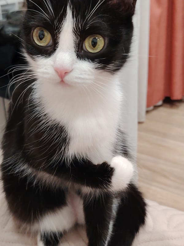 Black and white cat spotted in two sightings Tuesday afternoon