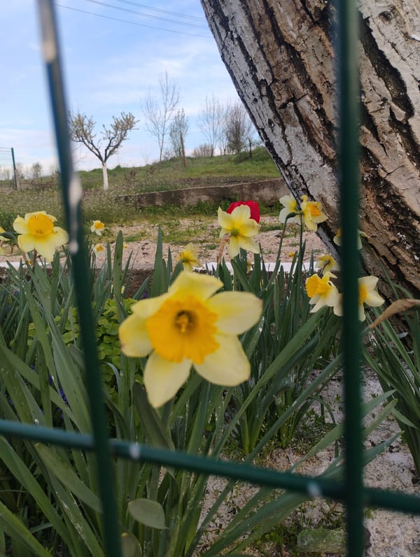 Spring flowers bloom in Trakiya, Bulgaria garden display