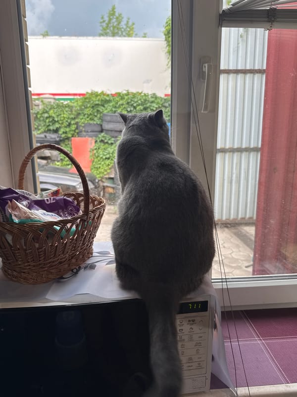 Quiet afternoon at home with pets and daily routines