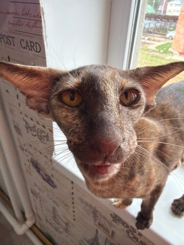 Brown cat rests on windowsill in Chaikovsky, Russia