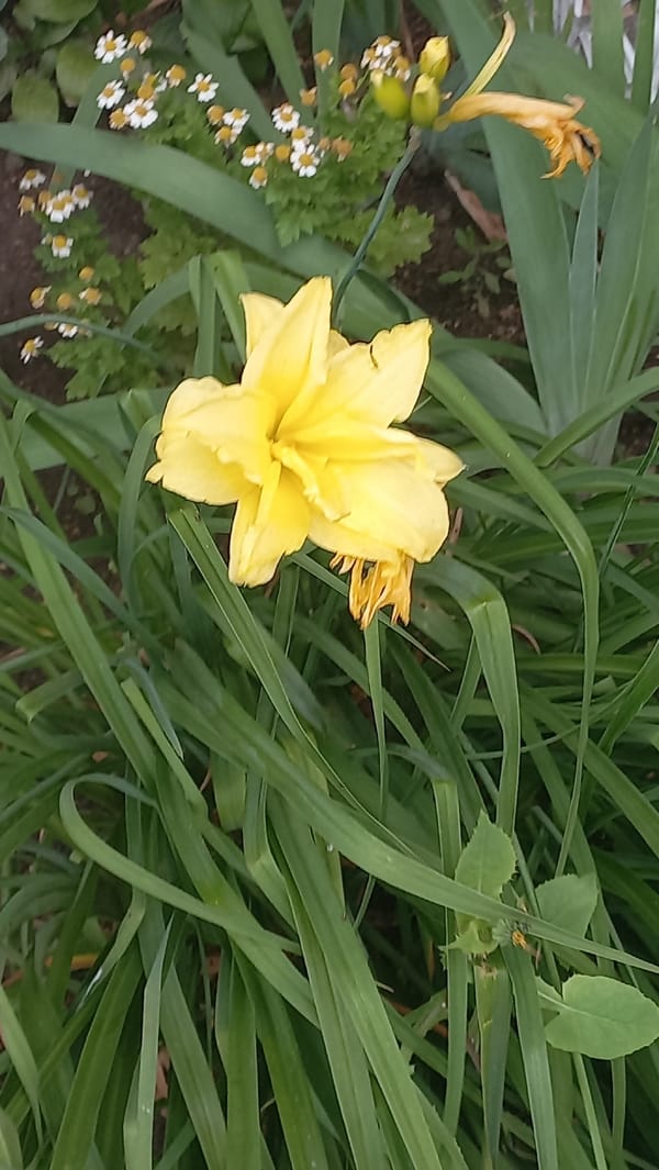Yellow garden flowers in close-up bloom