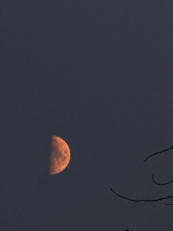 Orange moon rising over Chaikovsky, with garden and evening snapshots
