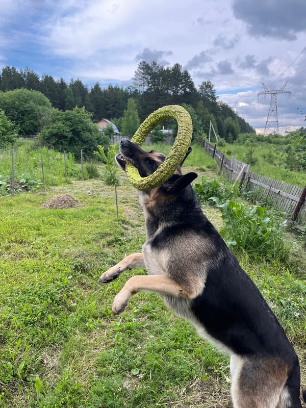 Dogs playing and posing around rural Russian property