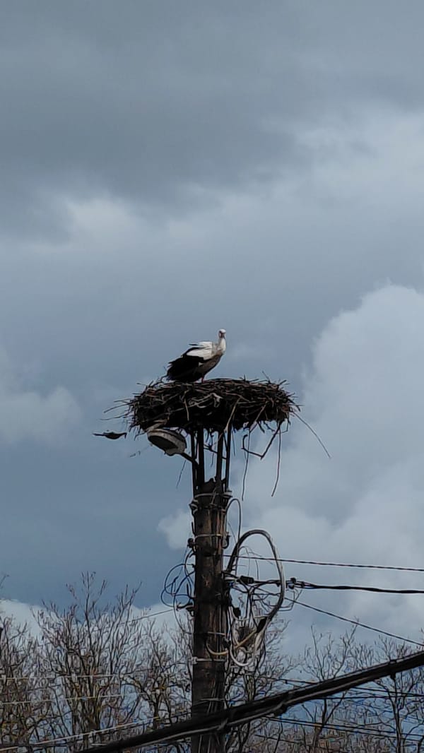 Stork spotted nesting on utility pole infrastructure