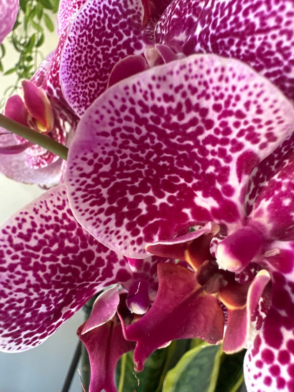 Orchid details and valley views from sunny Anduze
