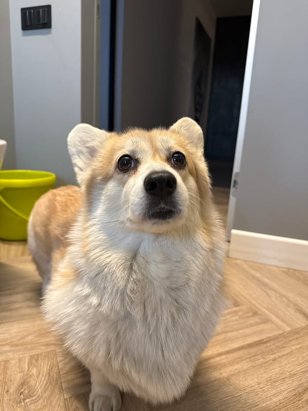 Corgi spotted on routine walk in Krasnoyarsk