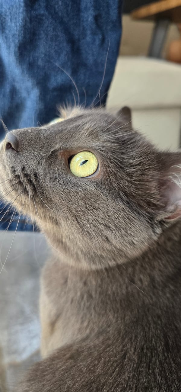 Grey cat caught grooming and resting in close-up detail