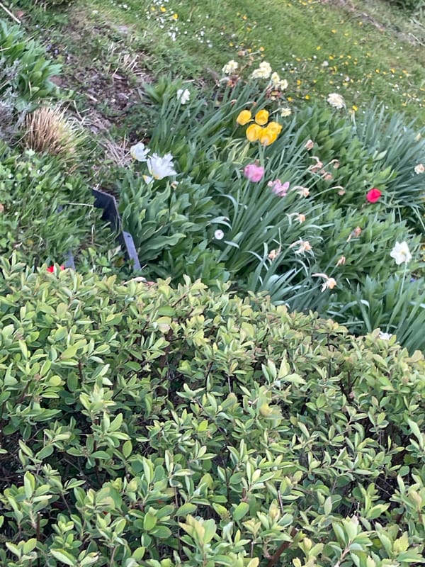 Garden scenes with lush green vegetation captured outdoors