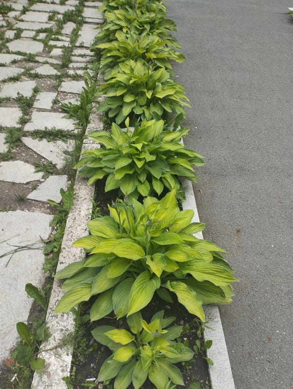Urban park in bloom: peonies, statues, and green spaces