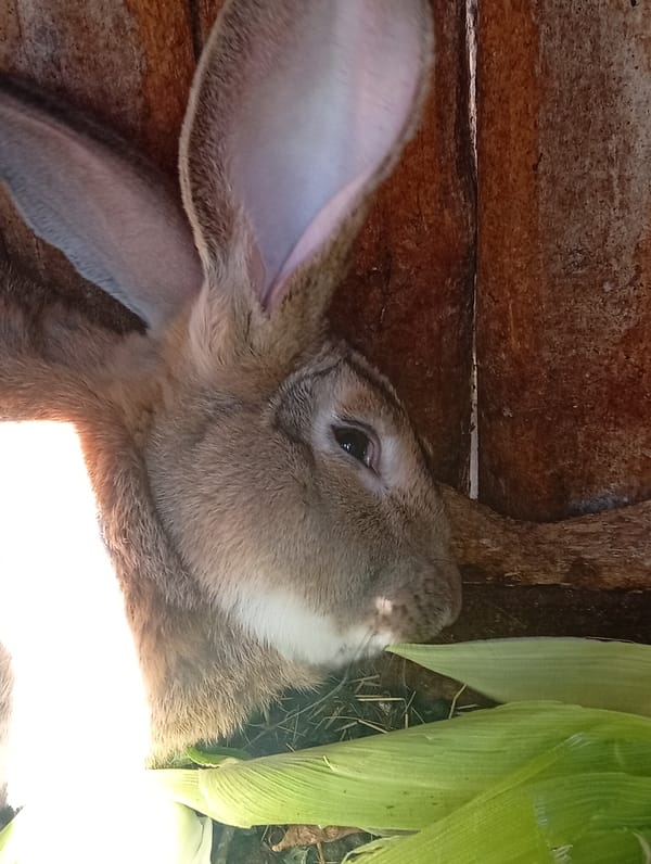 Flemish Giant rabbit snacking on corn husks in a wooden hutch