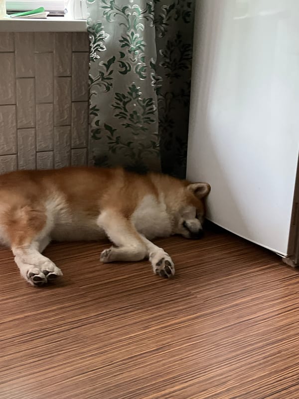Domestic life documented across 21 minutes in Minsk apartment