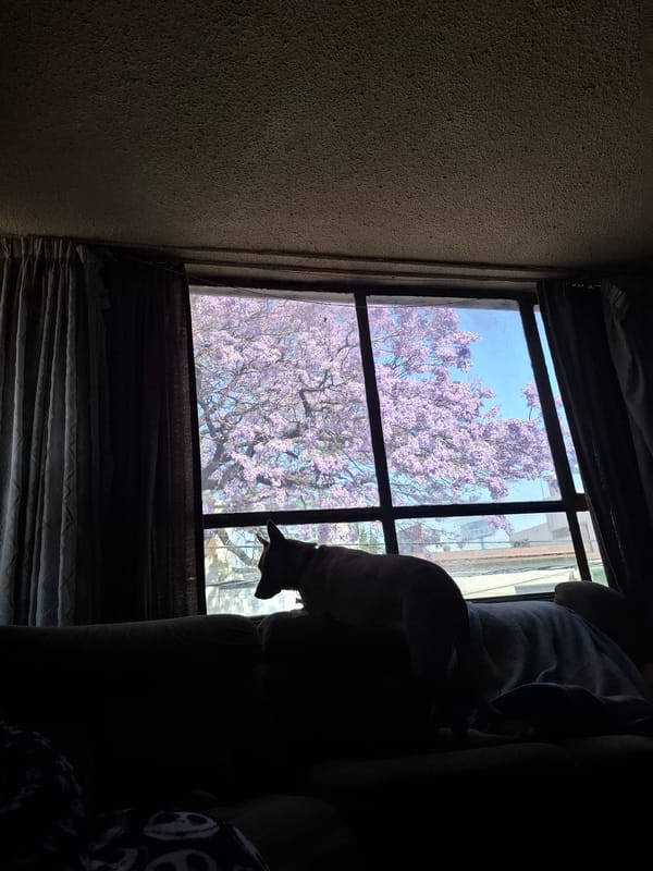 Purple blossoms viewed through window in Naucalpan de Juárez