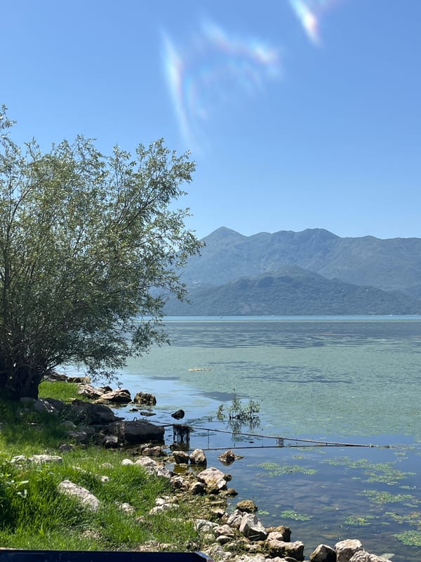 Carp near the surface at a rocky Montenegro lakeside