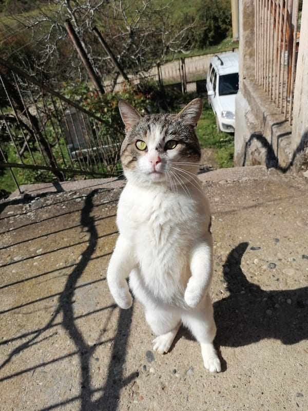 Cat stands on hind legs in New Athos