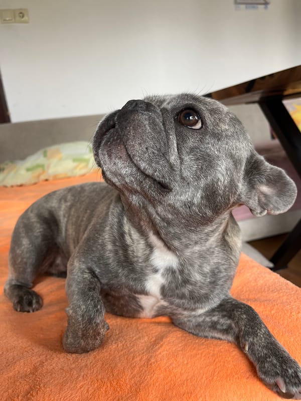 French Bulldog and tabby kitten captured in domestic moments