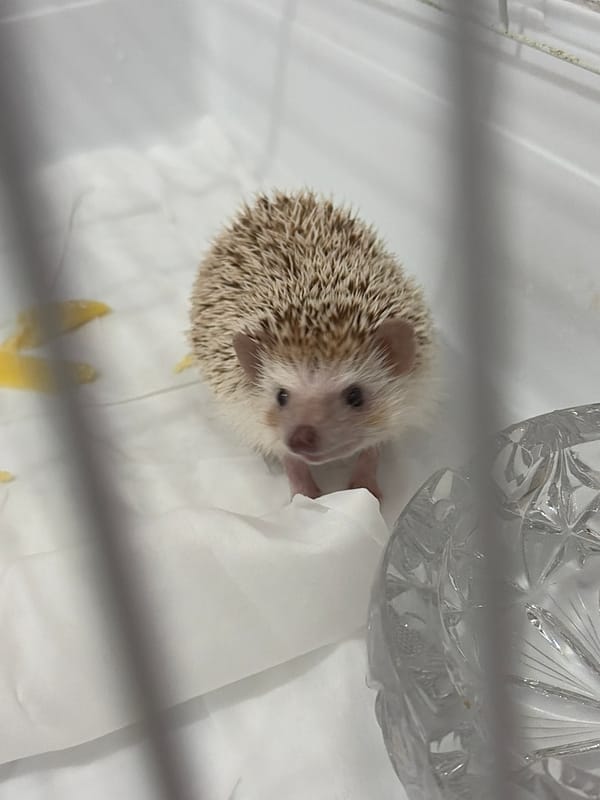 Hedgehog at home in Sofia, July 2026