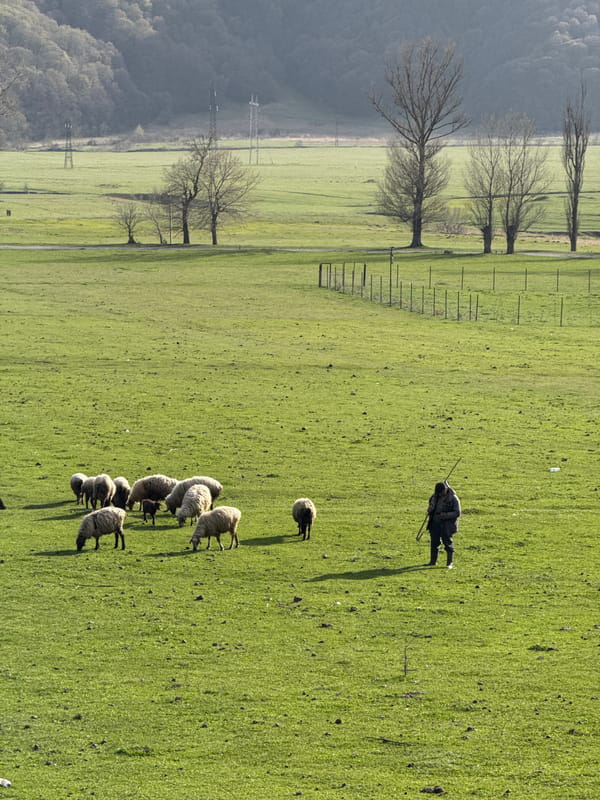 Shepherd tends flock in Armenian countryside near mountains