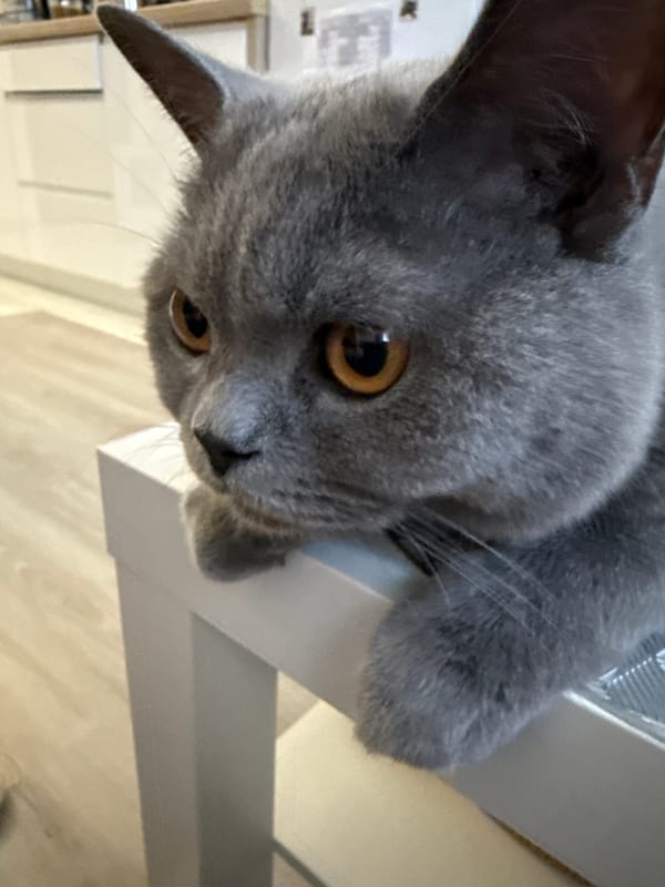 British Shorthair cat lounging and grooming around a Zielona Góra home