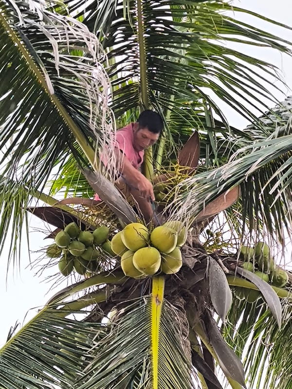 Man harvests coconuts from palm tree in Nusa Penida