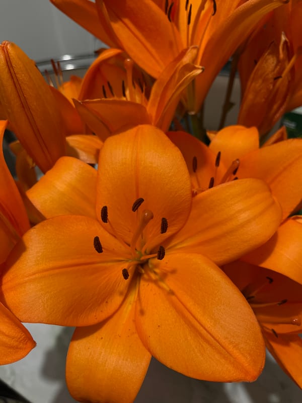 Bright orange lilies in bloom, close-up in Rozhdestveno