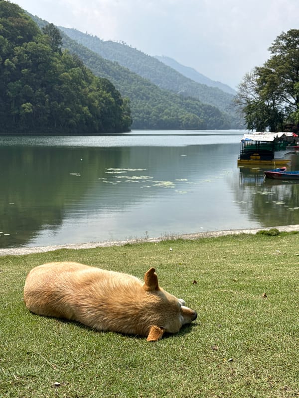 Tranquil morning moments captured at Phewa Lake, Pokhara
