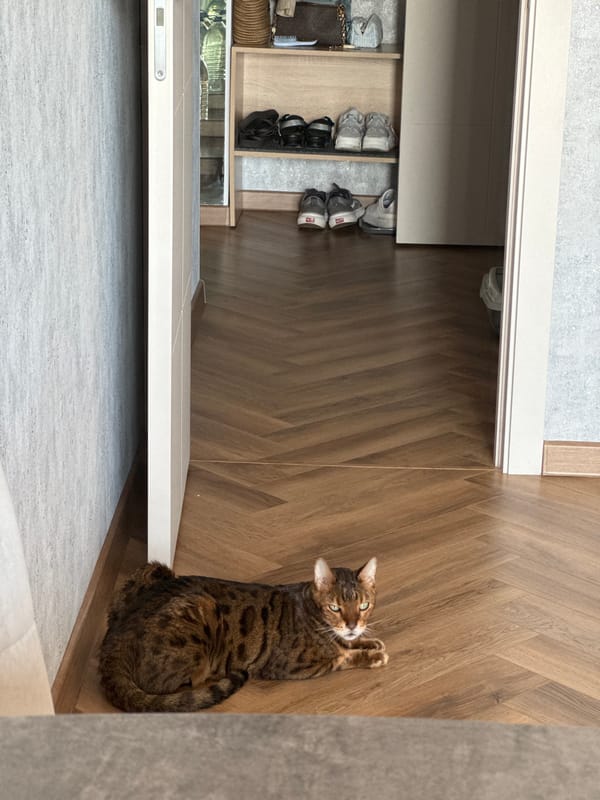 Bengal cat's lazy morning at home, caught from every angle