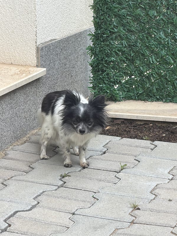 Rooftop hangout with a fluffy dog, Sofia