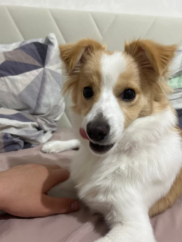 Playful dog enjoys bedtime bonding session with owner