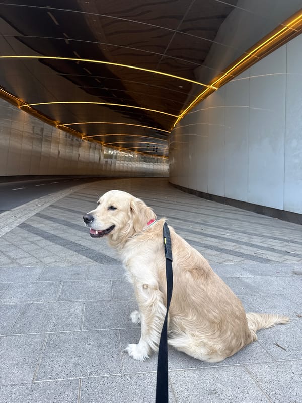 Golden Retriever spotted near modern tunnel structure in Tel Aviv