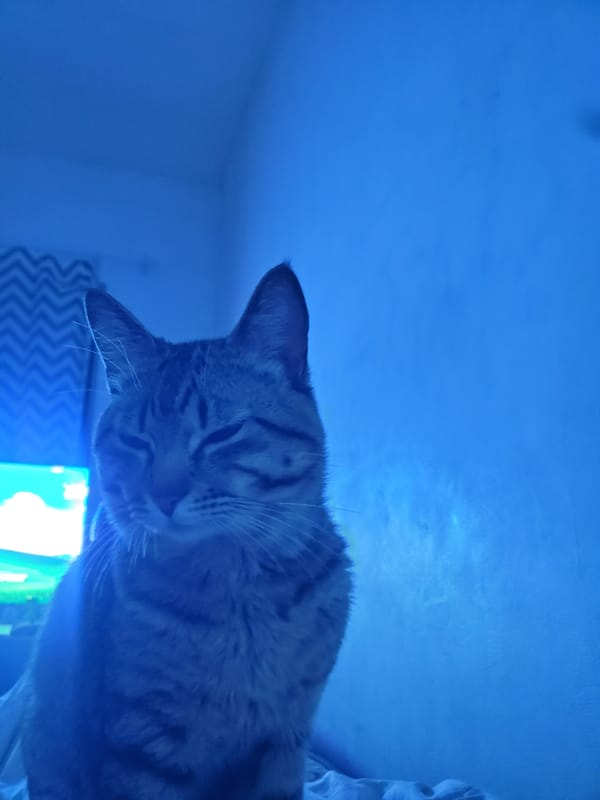 Tabby cat photographed in multiple poses during Curitiba night