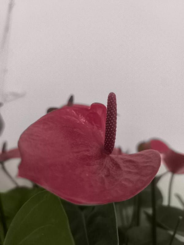 Quiet afternoon moments: flowers and cat at rest