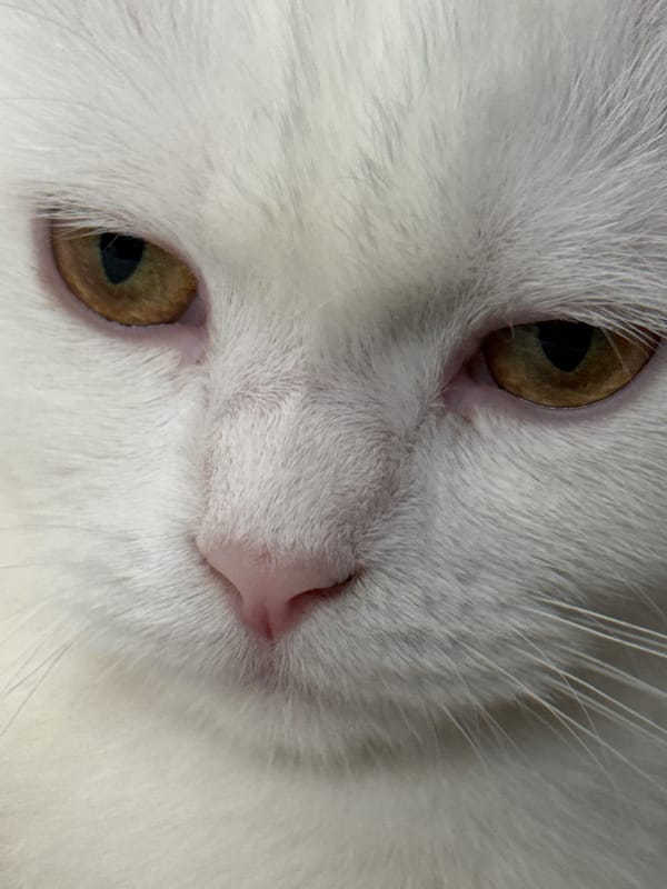 White cat at rest, waterbirds on the move