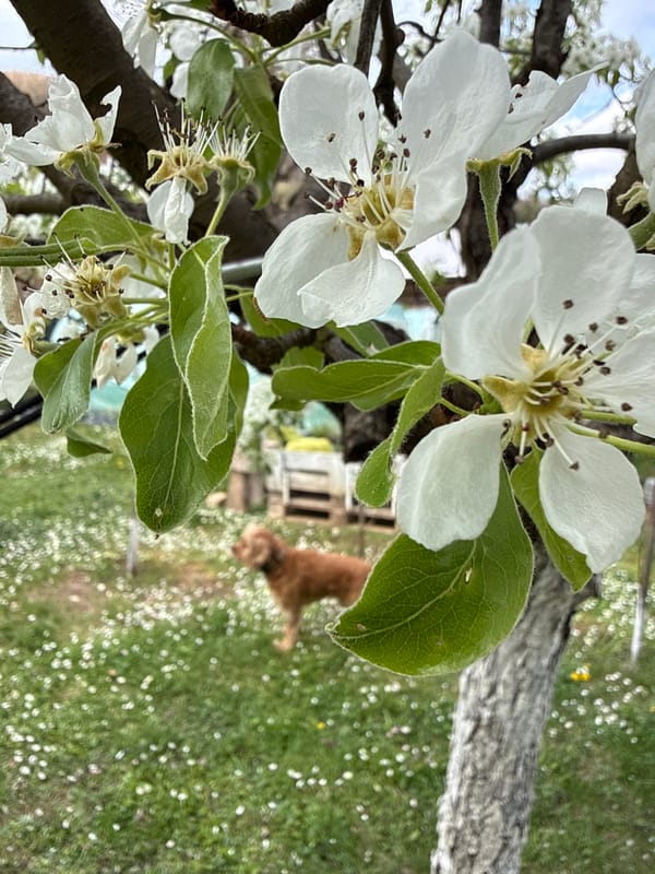 Spring day with dog amid blooming trees in Bulgarian village