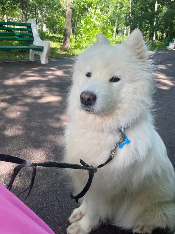 Park hangout with a white Samoyed, selfies and all.