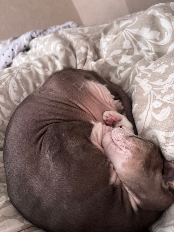 Hairless puppy sleeps peacefully in Korolyov, Russia