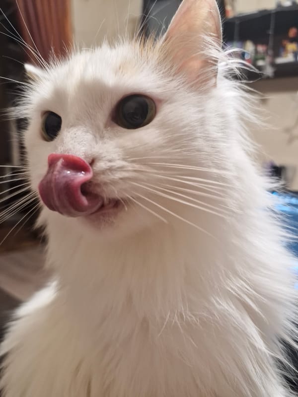 White cat grooming behavior observed in Yekaterinburg home