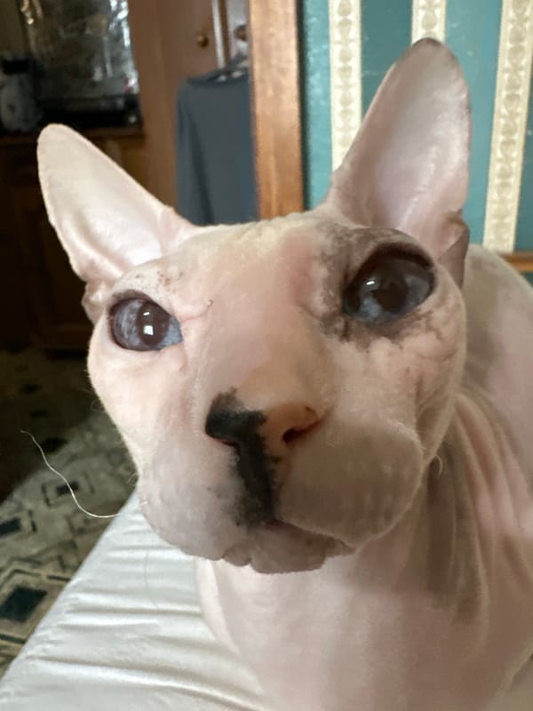 Sphynx cat photo session with accessories and playful poses