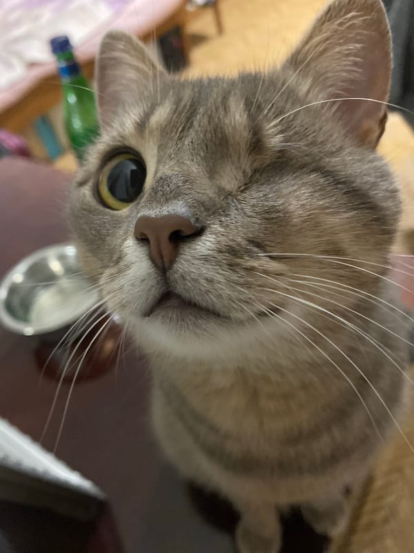 An evening's worth of casual, close-up cat portraits at home