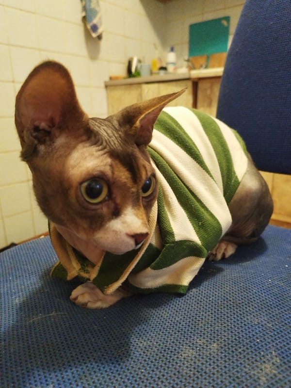 Sphynx and tabby cats at home on a lazy afternoon