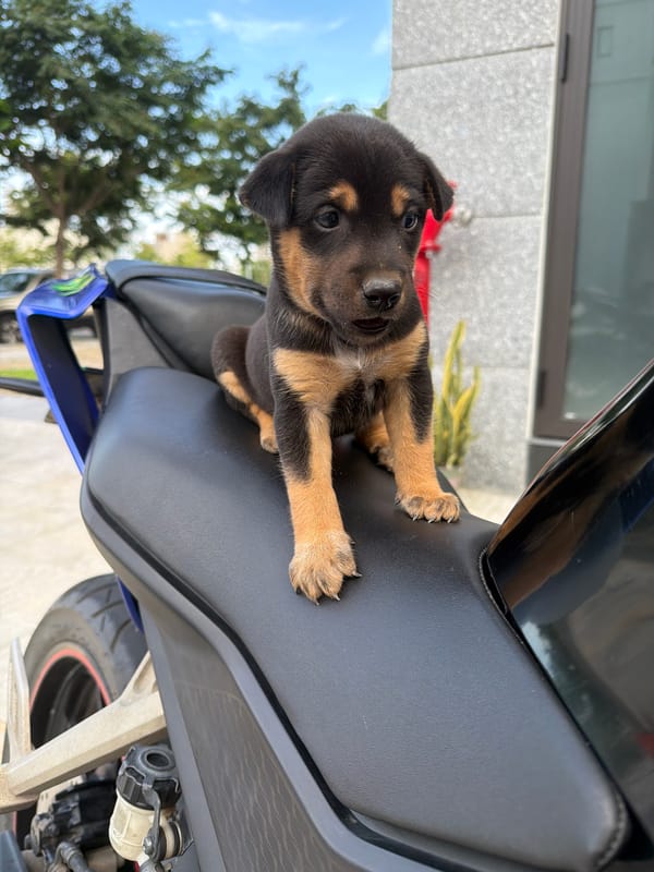 Rottweiler puppy hitches a ride on a Yamaha in Đà Nẵng