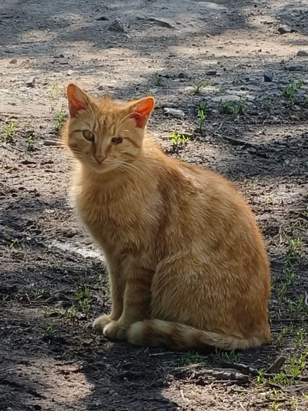 Orange tabby cat observed in sunlit garden in Kryvyi Rih